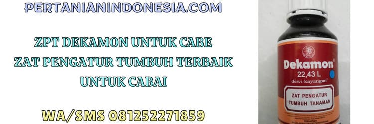 zat pengatur tumbuh,kalatham,dekamon 22,43 l,cabe,tanaman cabe